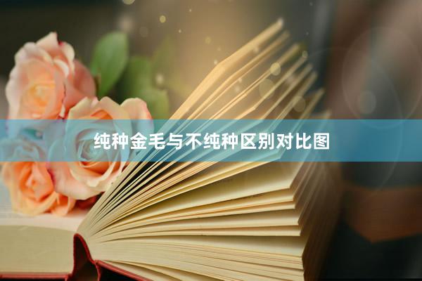 纯种金毛与不纯种区别对比图